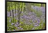 USA, Delaware, Hockessin. Purple groundcover-Hollice Looney-Framed Photographic Print