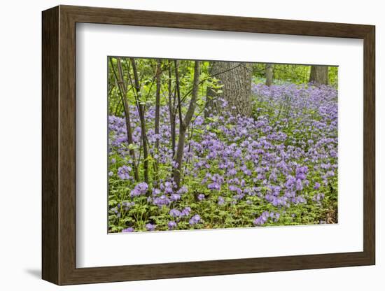 USA, Delaware, Hockessin. Purple groundcover-Hollice Looney-Framed Photographic Print