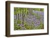 USA, Delaware, Hockessin. Purple groundcover-Hollice Looney-Framed Photographic Print