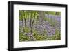 USA, Delaware, Hockessin. Purple groundcover-Hollice Looney-Framed Photographic Print