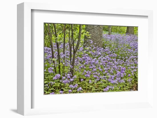 USA, Delaware, Hockessin. Purple groundcover-Hollice Looney-Framed Photographic Print