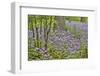 USA, Delaware, Hockessin. Purple groundcover-Hollice Looney-Framed Photographic Print