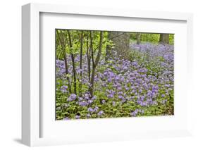 USA, Delaware, Hockessin. Purple groundcover-Hollice Looney-Framed Photographic Print