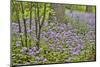 USA, Delaware, Hockessin. Purple groundcover-Hollice Looney-Mounted Photographic Print