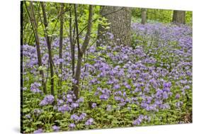 USA, Delaware, Hockessin. Purple groundcover-Hollice Looney-Stretched Canvas