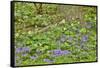 USA, Delaware, Hockessin. Tree trunk surrounded by groundcover-Hollice Looney-Framed Stretched Canvas