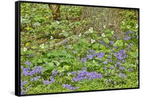 USA, Delaware, Hockessin. Tree trunk surrounded by groundcover-Hollice Looney-Framed Stretched Canvas