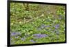 USA, Delaware, Hockessin. Tree trunk surrounded by groundcover-Hollice Looney-Framed Photographic Print