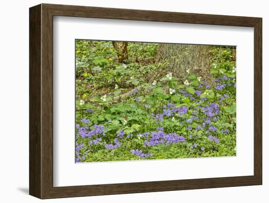 USA, Delaware, Hockessin. Tree trunk surrounded by groundcover-Hollice Looney-Framed Photographic Print