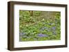 USA, Delaware, Hockessin. Tree trunk surrounded by groundcover-Hollice Looney-Framed Photographic Print