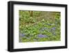 USA, Delaware, Hockessin. Tree trunk surrounded by groundcover-Hollice Looney-Framed Photographic Print