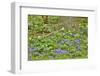 USA, Delaware, Hockessin. Tree trunk surrounded by groundcover-Hollice Looney-Framed Photographic Print