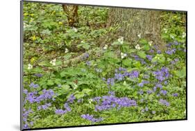 USA, Delaware, Hockessin. Tree trunk surrounded by groundcover-Hollice Looney-Mounted Photographic Print