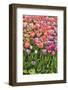 USA, Delaware, Hockessin. Tulips-Hollice Looney-Framed Photographic Print