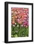 USA, Delaware, Hockessin. Tulips-Hollice Looney-Framed Photographic Print