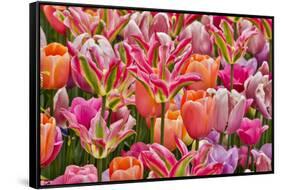 USA, Delaware, Hockessin. Tulips-Hollice Looney-Framed Stretched Canvas