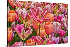 USA, Delaware, Hockessin. Tulips-Hollice Looney-Stretched Canvas