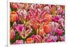 USA, Delaware, Hockessin. Tulips-Hollice Looney-Framed Photographic Print