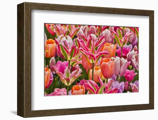 USA, Delaware, Hockessin. Tulips-Hollice Looney-Framed Photographic Print