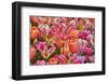 USA, Delaware, Hockessin. Tulips-Hollice Looney-Framed Photographic Print