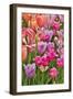 USA, Delaware, Hockessin. Tulips-Hollice Looney-Framed Photographic Print