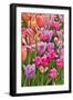 USA, Delaware, Hockessin. Tulips-Hollice Looney-Framed Photographic Print