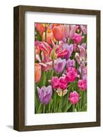 USA, Delaware, Hockessin. Tulips-Hollice Looney-Framed Photographic Print