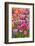 USA, Delaware, Hockessin. Tulips-Hollice Looney-Framed Photographic Print