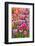 USA, Delaware, Hockessin. Tulips-Hollice Looney-Framed Photographic Print