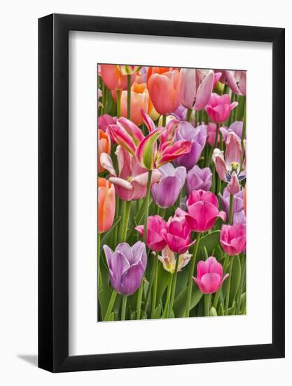 USA, Delaware, Hockessin. Tulips-Hollice Looney-Framed Photographic Print