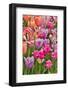 USA, Delaware, Hockessin. Tulips-Hollice Looney-Framed Photographic Print