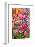 USA, Delaware, Hockessin. Tulips-Hollice Looney-Framed Photographic Print