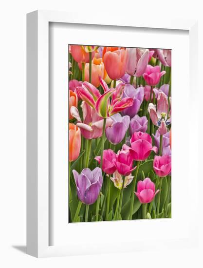 USA, Delaware, Hockessin. Tulips-Hollice Looney-Framed Photographic Print