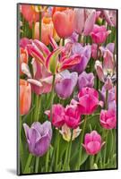 USA, Delaware, Hockessin. Tulips-Hollice Looney-Mounted Photographic Print