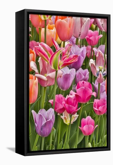 USA, Delaware, Hockessin. Tulips-Hollice Looney-Framed Stretched Canvas