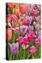 USA, Delaware, Hockessin. Tulips-Hollice Looney-Stretched Canvas