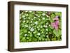 USA, Delaware, Hockessin-Hollice Looney-Framed Photographic Print