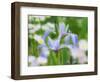USA, Delaware. Iris and wildflowers.-Julie Eggers-Framed Photographic Print