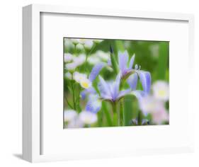 USA, Delaware. Iris and wildflowers.-Julie Eggers-Framed Photographic Print