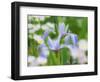 USA, Delaware. Iris and wildflowers.-Julie Eggers-Framed Photographic Print