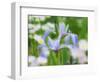 USA, Delaware. Iris and wildflowers.-Julie Eggers-Framed Photographic Print