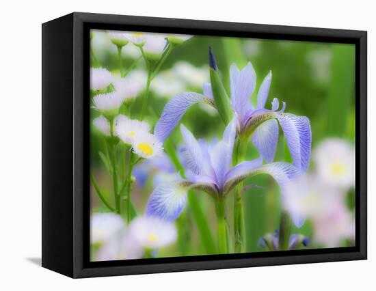 USA, Delaware. Iris and wildflowers.-Julie Eggers-Framed Stretched Canvas