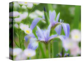 USA, Delaware. Iris and wildflowers.-Julie Eggers-Stretched Canvas