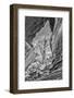 USA, Eastern Sierra, White Mountains, bristlecone pines-John Ford-Framed Photographic Print