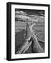 USA, Eastern Sierra, White Mountains, bristlecone pines-John Ford-Framed Photographic Print