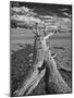 USA, Eastern Sierra, White Mountains, bristlecone pines-John Ford-Mounted Photographic Print