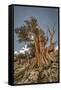 USA, Eastern Sierra, White Mountains, bristlecone pines-John Ford-Framed Stretched Canvas