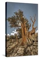 USA, Eastern Sierra, White Mountains, bristlecone pines-John Ford-Stretched Canvas