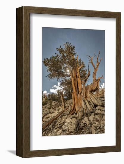 USA, Eastern Sierra, White Mountains, bristlecone pines-John Ford-Framed Photographic Print