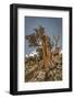 USA, Eastern Sierra, White Mountains, bristlecone pines-John Ford-Framed Photographic Print